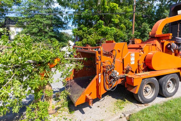 Best Palm Tree Trimming  in Madelia, MN